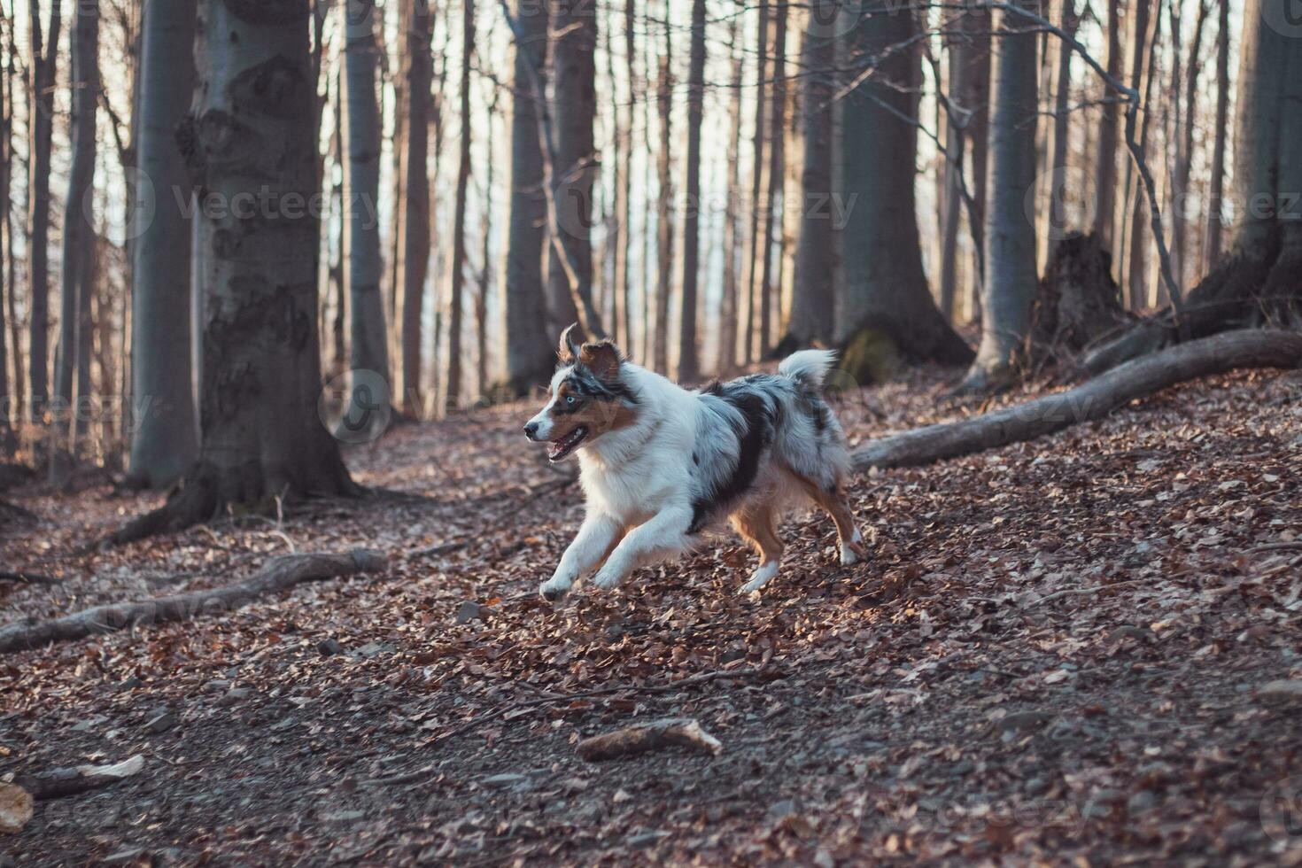 Portrait of Australian Shepherd puppy running in the forest with smiling and sticking out tongue in Beskydy mountains, Czech Republic. Joy of movement photo