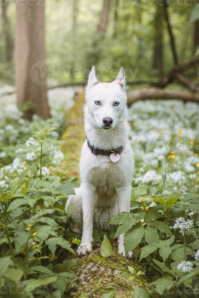 White Siberian Husky with piercing blue eyes fed by his owner while the dog sits in a tree. Candid portrait of a white snow dog photo