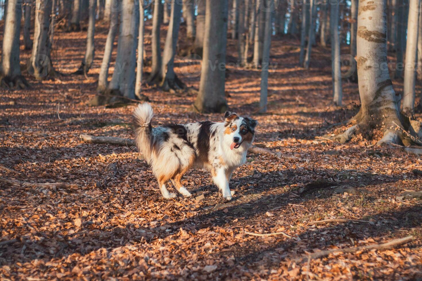 Portrait of Australian Shepherd puppy running in the forest with smiling and sticking out tongue in Beskydy mountains, Czech Republic. Joy of movement photo