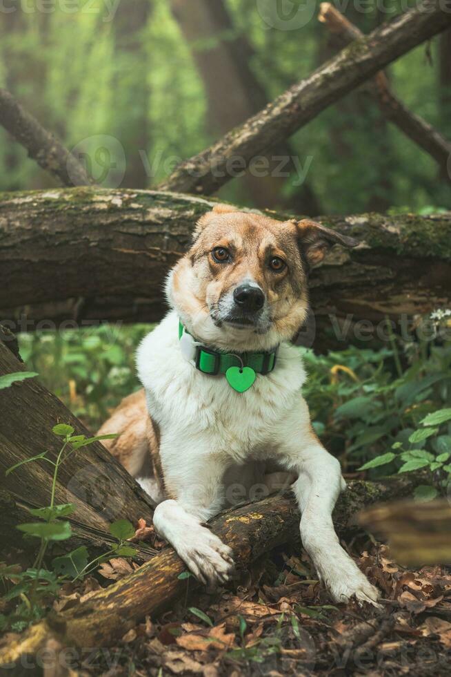 retrato de un blanco y marrón perro con un triste expresión en un bosque cubierto con floración oso ajo. gracioso puntos de vista de de cuatro patas mascotas foto