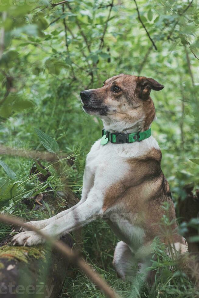 Portrait of a White and brown dog with a sad expression in a woodland covered with flowering bear garlic. Funny views of four-legged pets photo