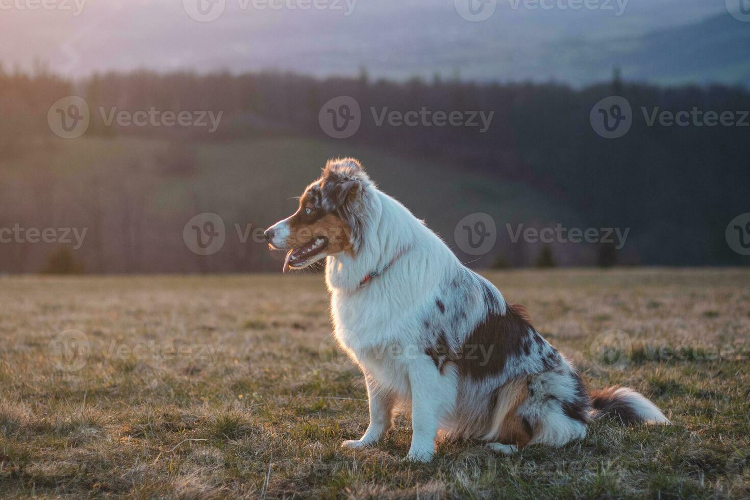Portrait of an Australian Shepherd puppy with smiling face at sunset on top of a mountain in Beskydy mountains, Czech Republic photo