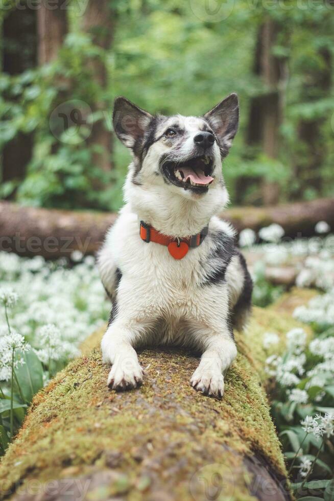 Black and white hybrid husky-malamute enjoying his stay in a woodland environment covered with bear garlic. Different expressions of the dog. Freedom for pet photo
