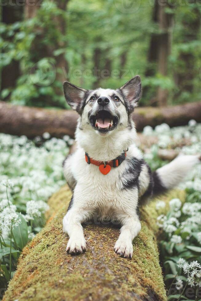 Black and white hybrid husky-malamute enjoying his stay in a woodland environment covered with bear garlic. Different expressions of the dog. Freedom for pet photo