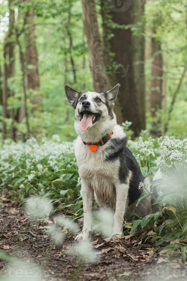 Black and white hybrid husky-malamute enjoying his stay in a woodland environment covered with bear garlic. Different expressions of the dog. Freedom for pet photo