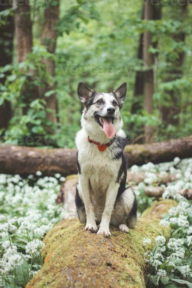 Black and white hybrid husky-malamute enjoying his stay in a woodland environment covered with bear garlic. Different expressions of the dog. Freedom for pet photo