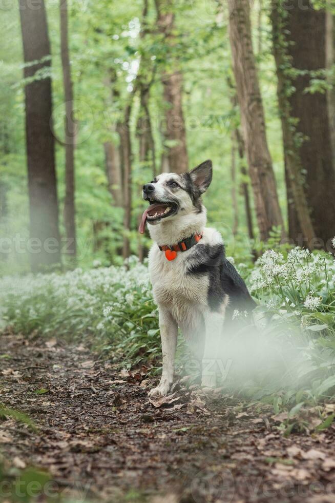 Black and white hybrid husky-malamute enjoying his stay in a woodland environment covered with bear garlic. Different expressions of the dog. Freedom for pet photo