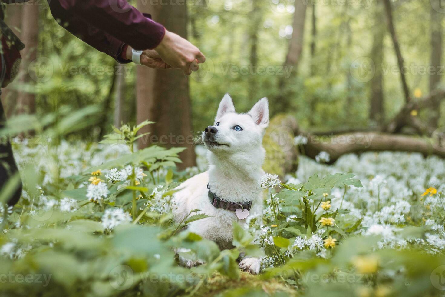 White Siberian Husky with piercing blue eyes fed by his owner while the dog sits in a tree. Candid portrait of a white snow dog photo