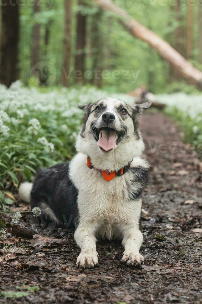Black and white hybrid husky-malamute enjoying his stay in a woodland environment covered with bear garlic. Different expressions of the dog. Freedom for pet photo