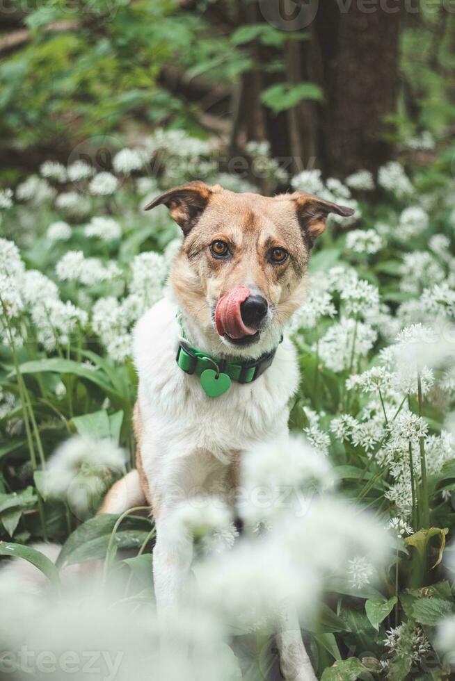 Portrait of a White and brown dog with a sad expression in a woodland covered with flowering bear garlic. Funny views of four-legged pets photo