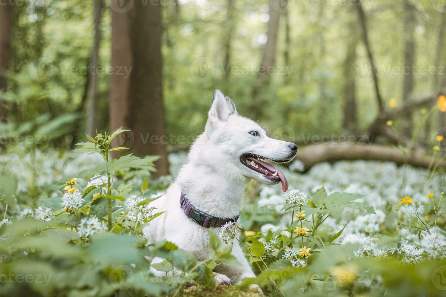 White Siberian Husky with piercing blue eyes fed by his owner while the dog sits in a tree. Candid portrait of a white snow dog photo