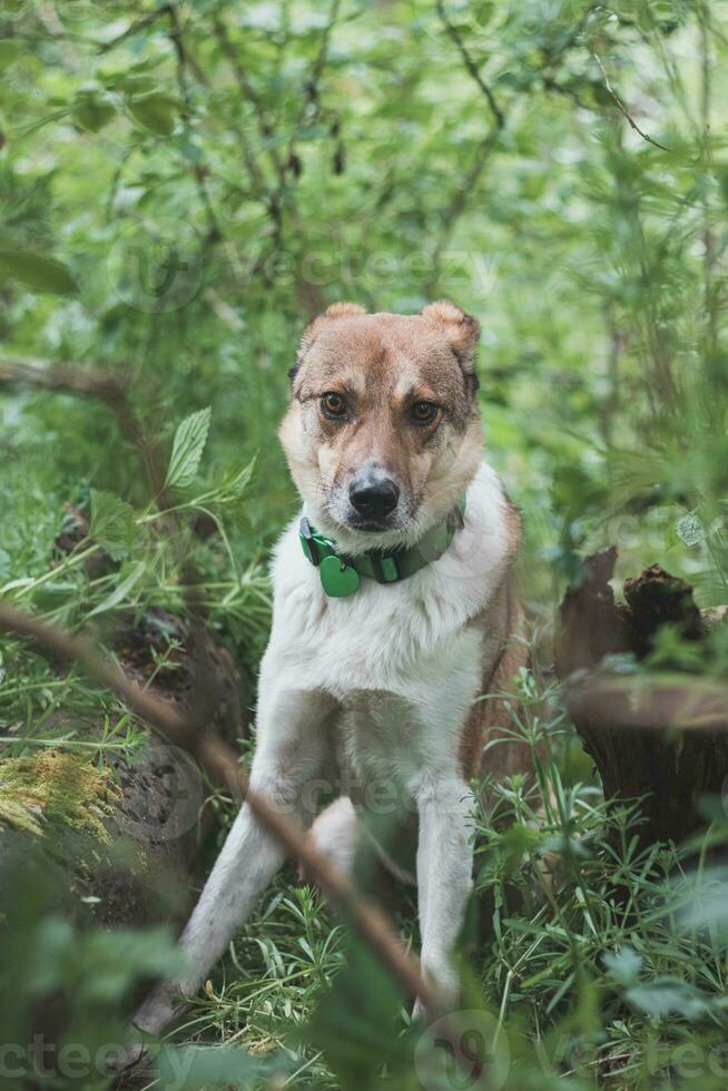 Portrait of a White and brown dog with a sad expression in a woodland covered with flowering bear garlic. Funny views of four-legged pets photo