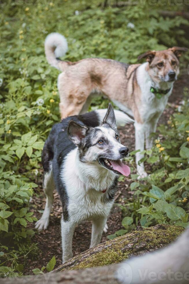 Black and white hybrid husky-malamute enjoying his stay in a woodland environment covered with bear garlic. Different expressions of the dog. Freedom for pet photo