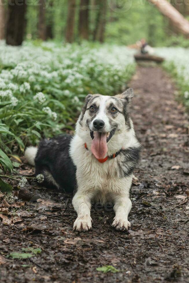 Black and white hybrid husky-malamute enjoying his stay in a woodland environment covered with bear garlic. Different expressions of the dog. Freedom for pet photo