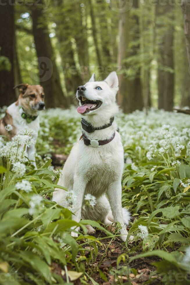 White Siberian Husky with piercing blue eyes standing in a forest full of bear garlic blossoms. Candid portrait of a white snow dog photo