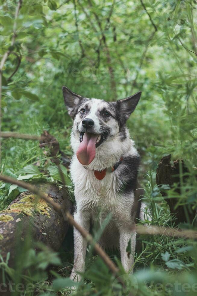 Black and white hybrid husky-malamute enjoying his stay in a woodland environment covered with bear garlic. Different expressions of the dog. Freedom for pet photo