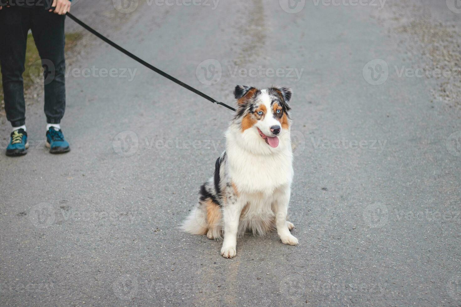 Young cynologist, a dog trainer trains a four-legged pet Australian Shepherd in basic commands using treats. Love between dog and human. Cuteness photo