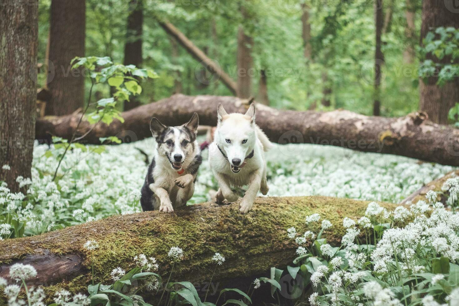 Dog brothers jump over a tree in a wooded environment and enjoy the necessary freedom. Huskies in nature photo