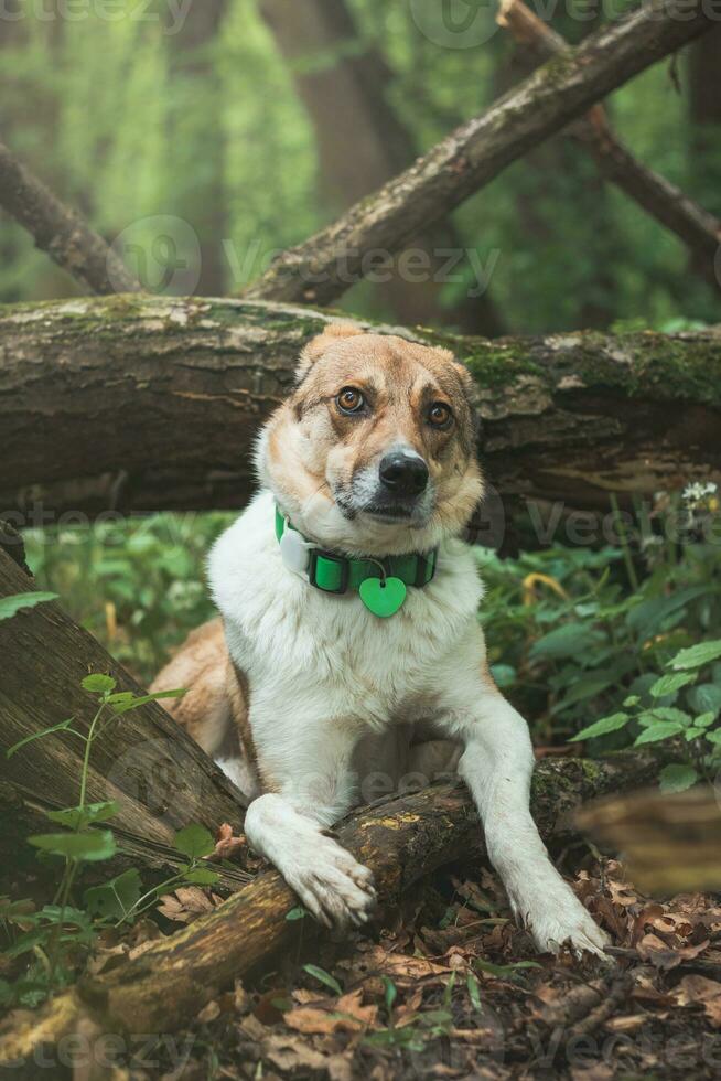 Portrait of a White and brown dog with a sad expression in a woodland covered with flowering bear garlic. Funny views of four-legged pets photo