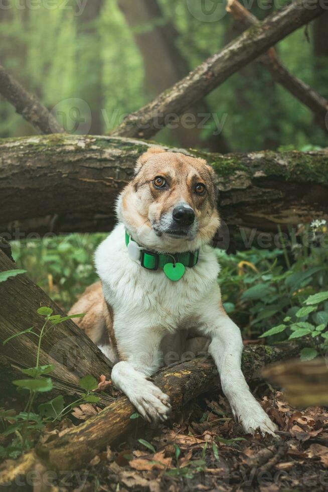 retrato de un blanco y marrón perro con un triste expresión en un bosque cubierto con floración oso ajo. gracioso puntos de vista de de cuatro patas mascotas foto