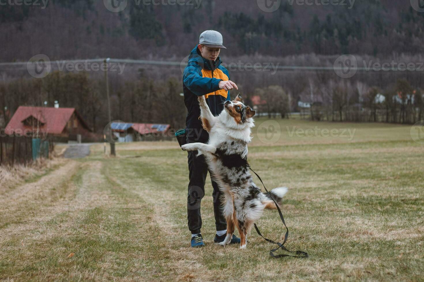 Young cynologist, a dog trainer trains a four-legged pet Australian Shepherd in basic commands using treats. Love between dog and human. Cuteness photo