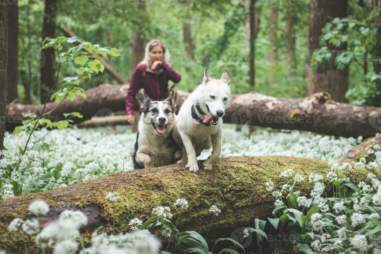Dog brothers jump over a tree in a wooded environment and enjoy the necessary freedom. Huskies in nature photo