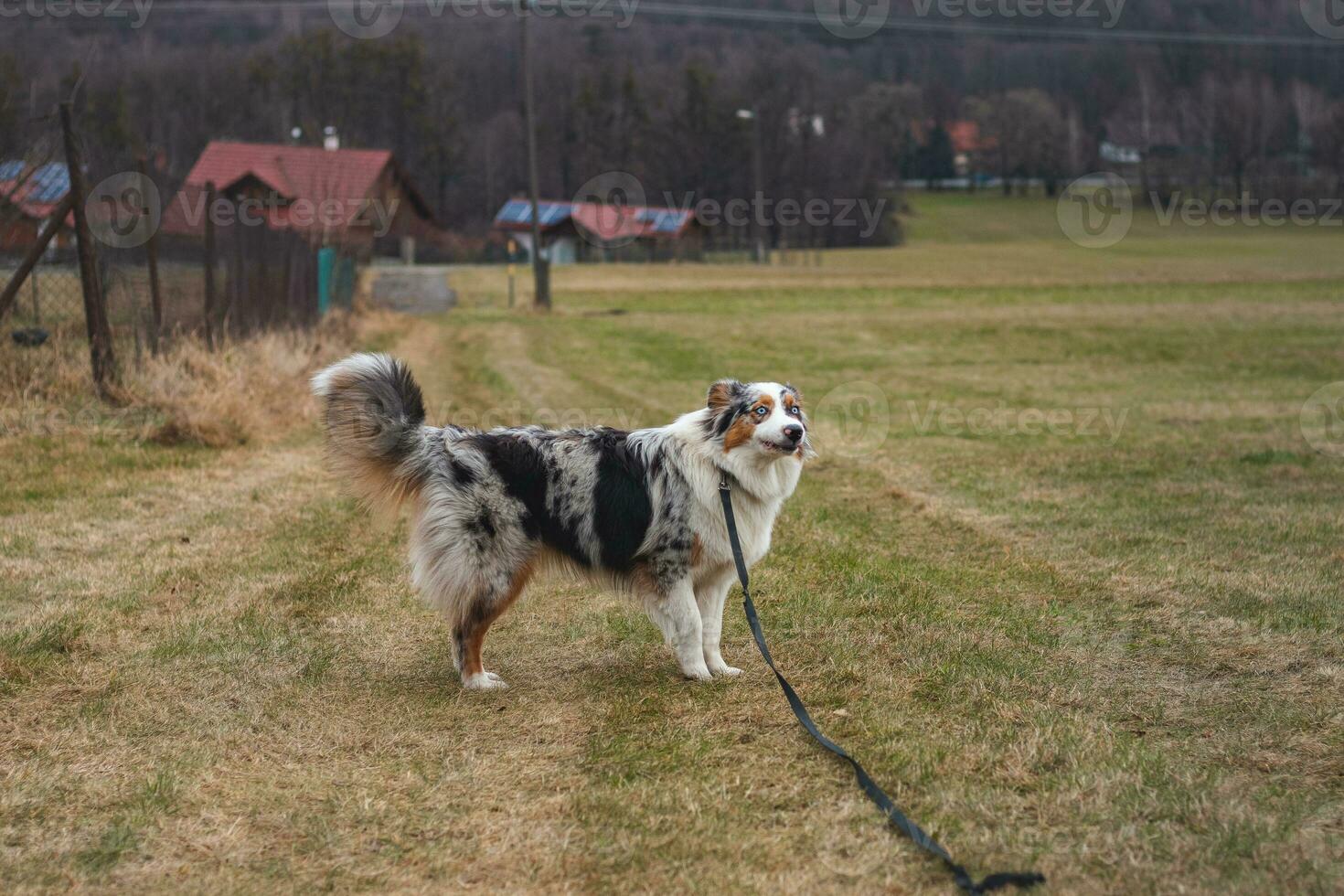 Young cynologist, a dog trainer trains a four-legged pet Australian Shepherd in basic commands using treats. Love between dog and human. Cuteness photo