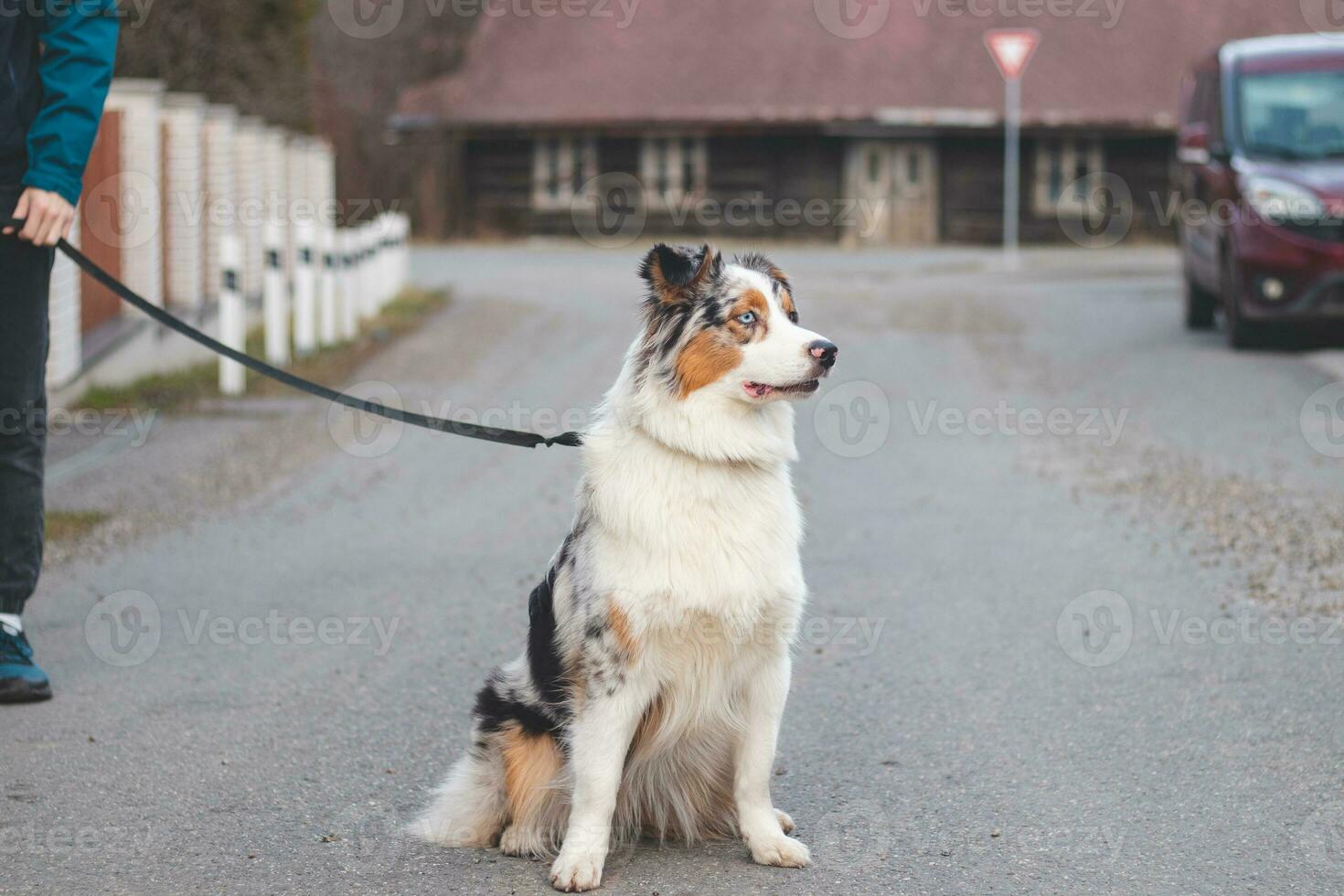 Young cynologist, a dog trainer trains a four-legged pet Australian Shepherd in basic commands using treats. Love between dog and human. Cuteness photo