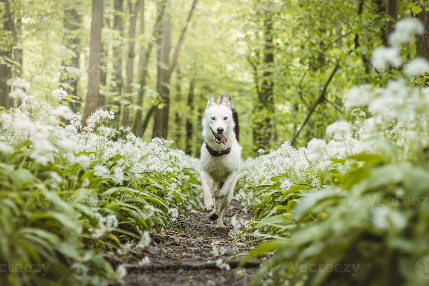 White Siberian Husky with piercing blue eyes standing in a forest full of bear garlic blossoms. Candid portrait of a white snow dog photo
