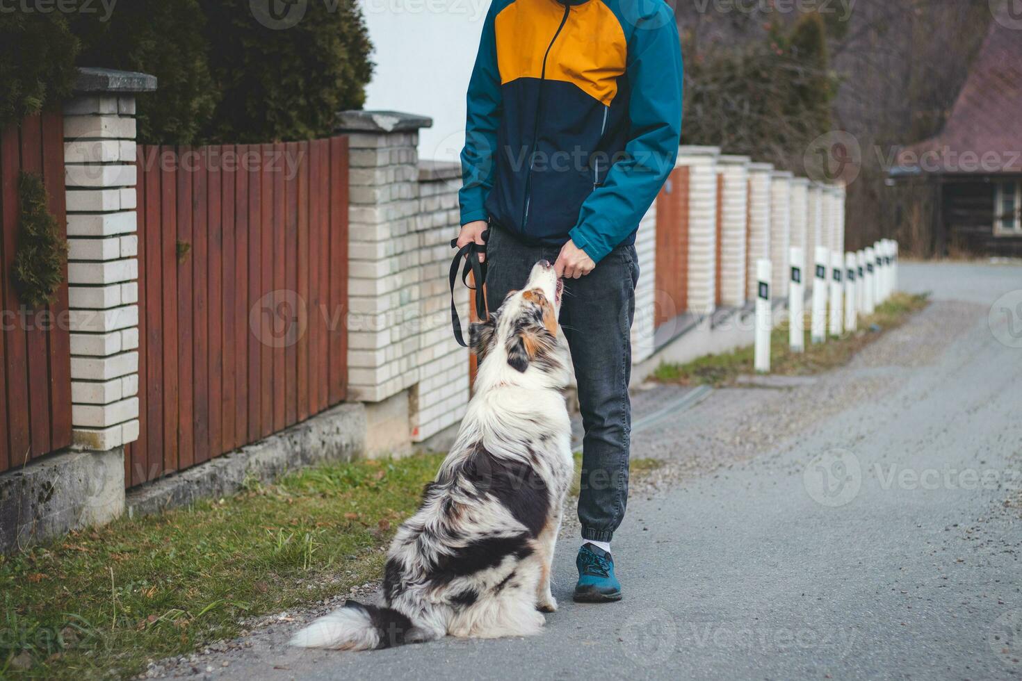 Young cynologist, a dog trainer trains a four-legged pet Australian Shepherd in basic commands using treats. Love between dog and human. Cuteness photo