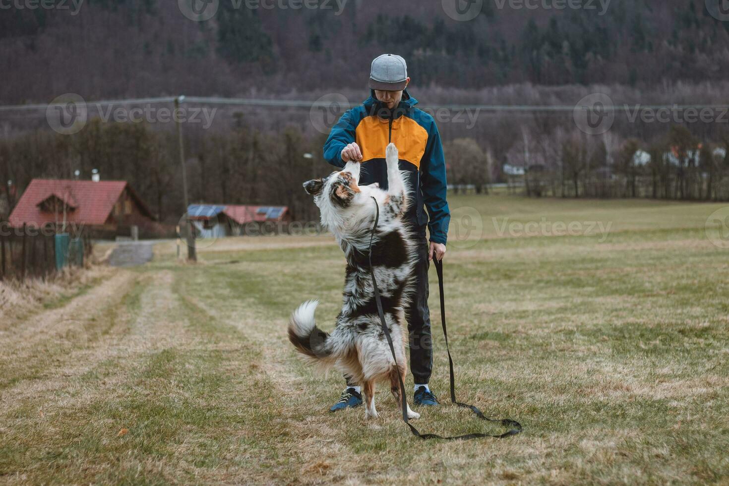 Young cynologist, a dog trainer trains a four-legged pet Australian Shepherd in basic commands using treats. Love between dog and human. Cuteness photo