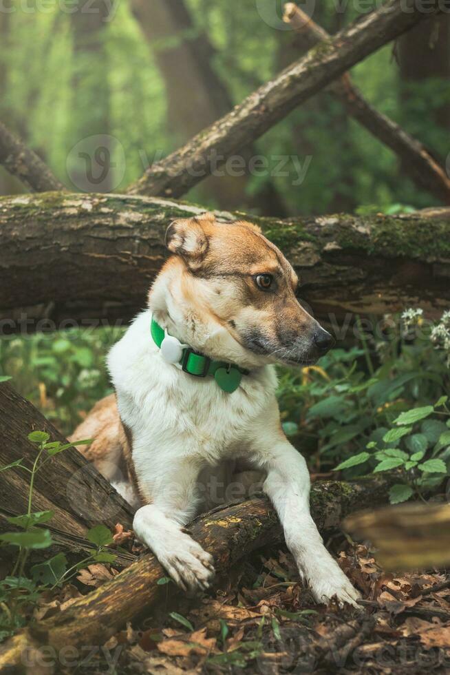 Portrait of a White and brown dog with a sad expression in a woodland covered with flowering bear garlic. Funny views of four-legged pets photo