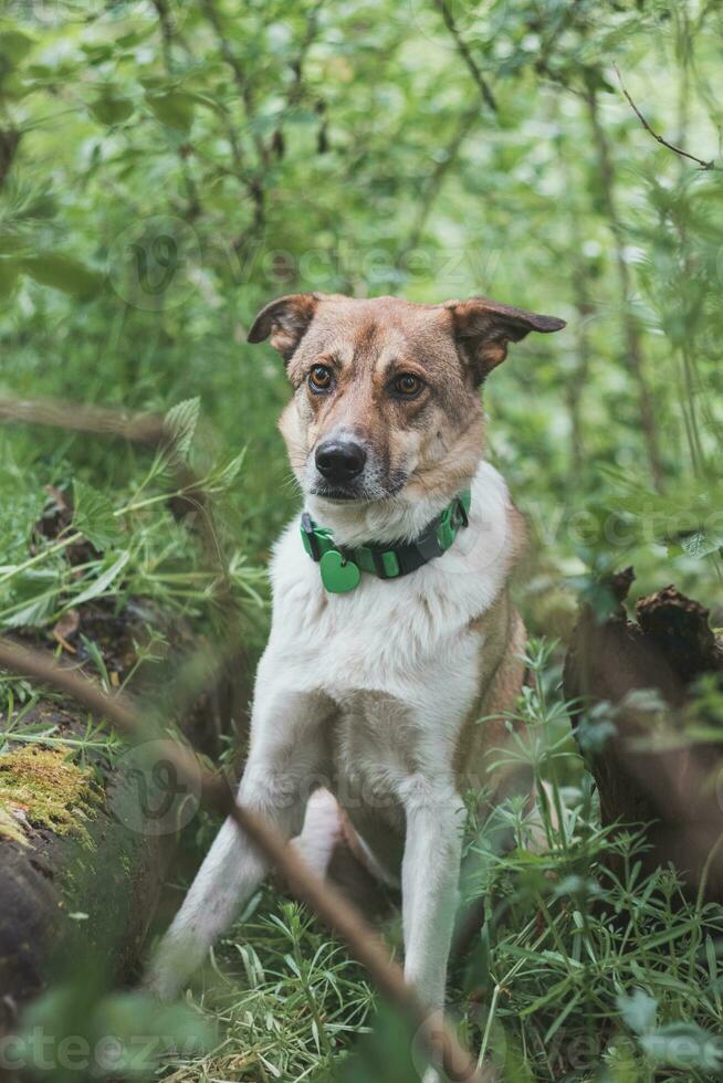 Portrait of a White and brown dog with a sad expression in a woodland covered with flowering bear garlic. Funny views of four-legged pets photo