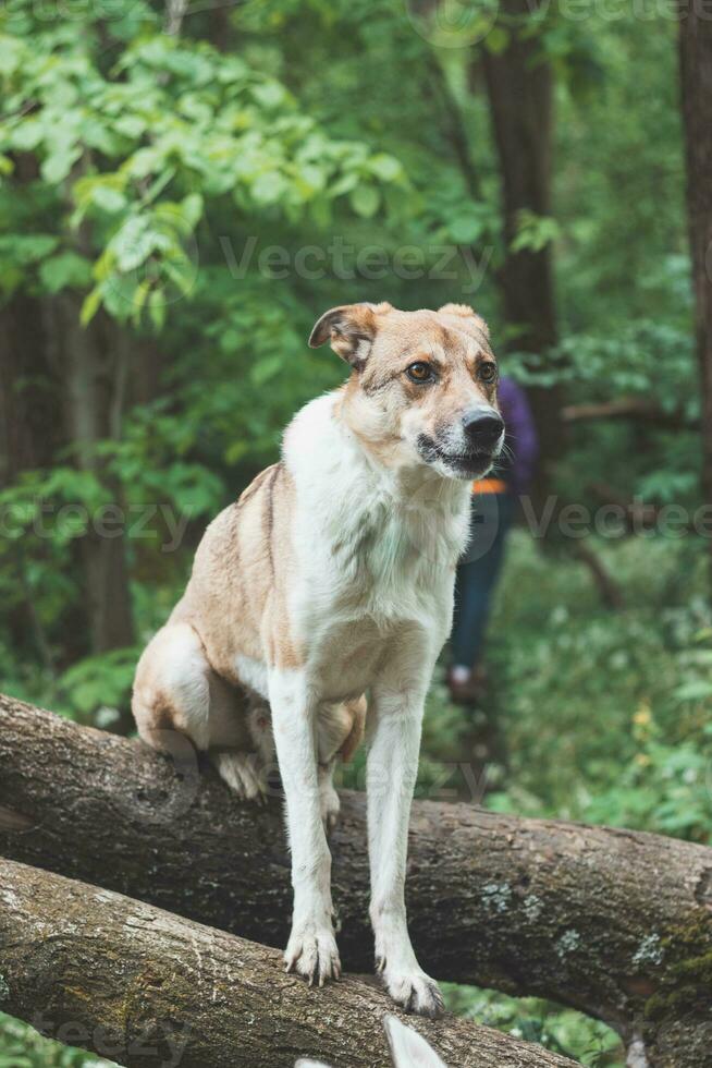 Portrait of a White and brown dog with a sad expression in a woodland covered with flowering bear garlic. Funny views of four-legged pets photo