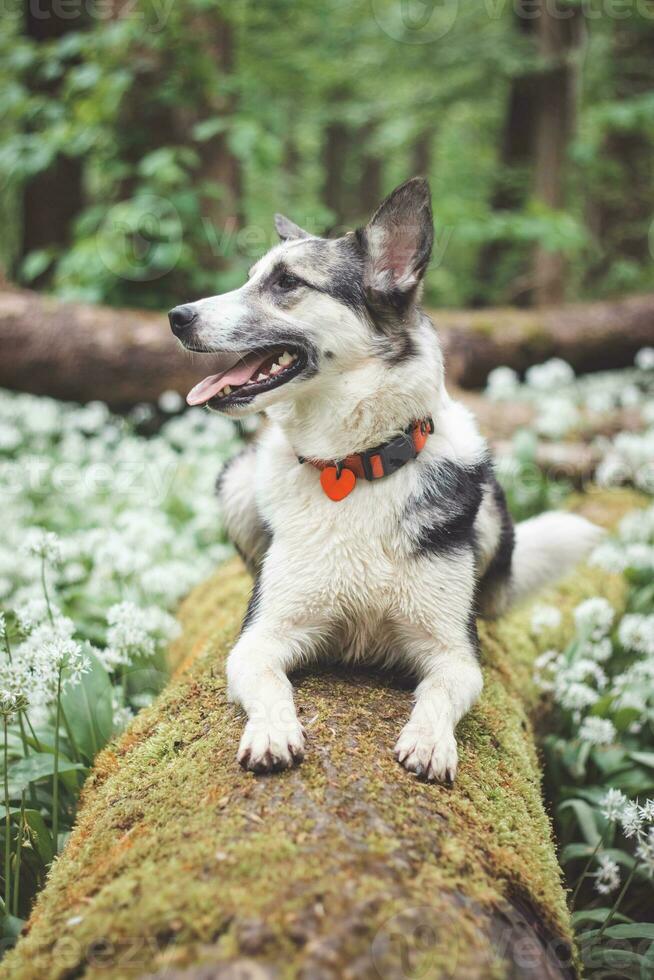 Black and white hybrid husky-malamute enjoying his stay in a woodland environment covered with bear garlic. Different expressions of the dog. Freedom for pet photo