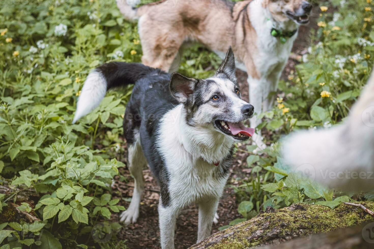 Black and white hybrid husky-malamute enjoying his stay in a woodland environment covered with bear garlic. Different expressions of the dog. Freedom for pet photo