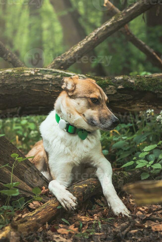 Portrait of a White and brown dog with a sad expression in a woodland covered with flowering bear garlic. Funny views of four-legged pets photo