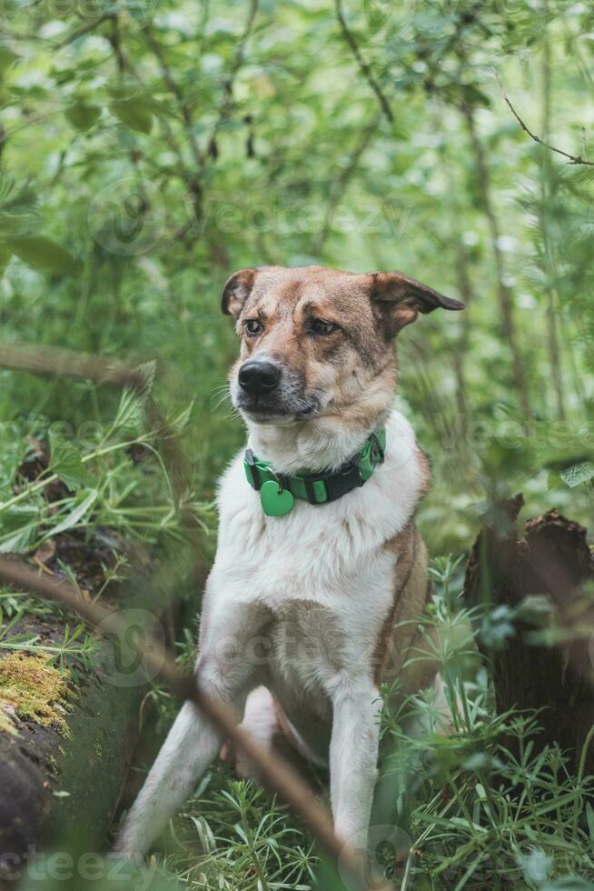 retrato de un blanco y marrón perro con un triste expresión en un bosque cubierto con floración oso ajo. gracioso puntos de vista de de cuatro patas mascotas foto