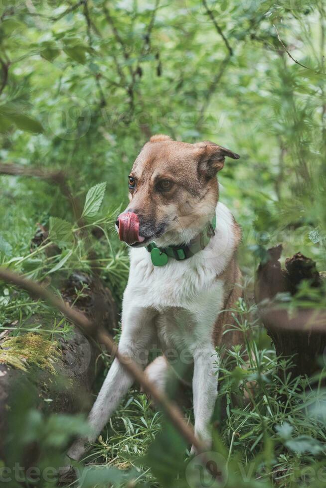 Portrait of a White and brown dog with a sad expression in a woodland covered with flowering bear garlic. Funny views of four-legged pets photo