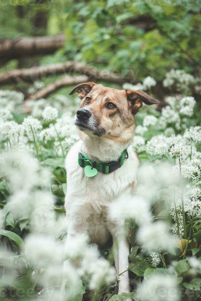 Portrait of a White and brown dog with a sad expression in a woodland covered with flowering bear garlic. Funny views of four-legged pets photo