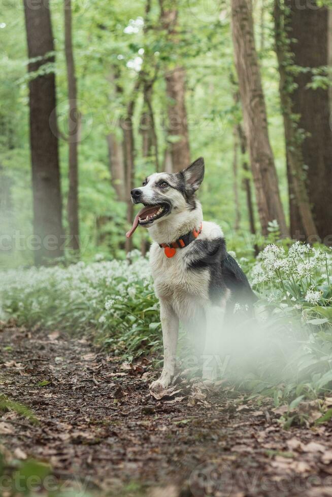 Black and white hybrid husky-malamute enjoying his stay in a woodland environment covered with bear garlic. Different expressions of the dog. Freedom for pet photo