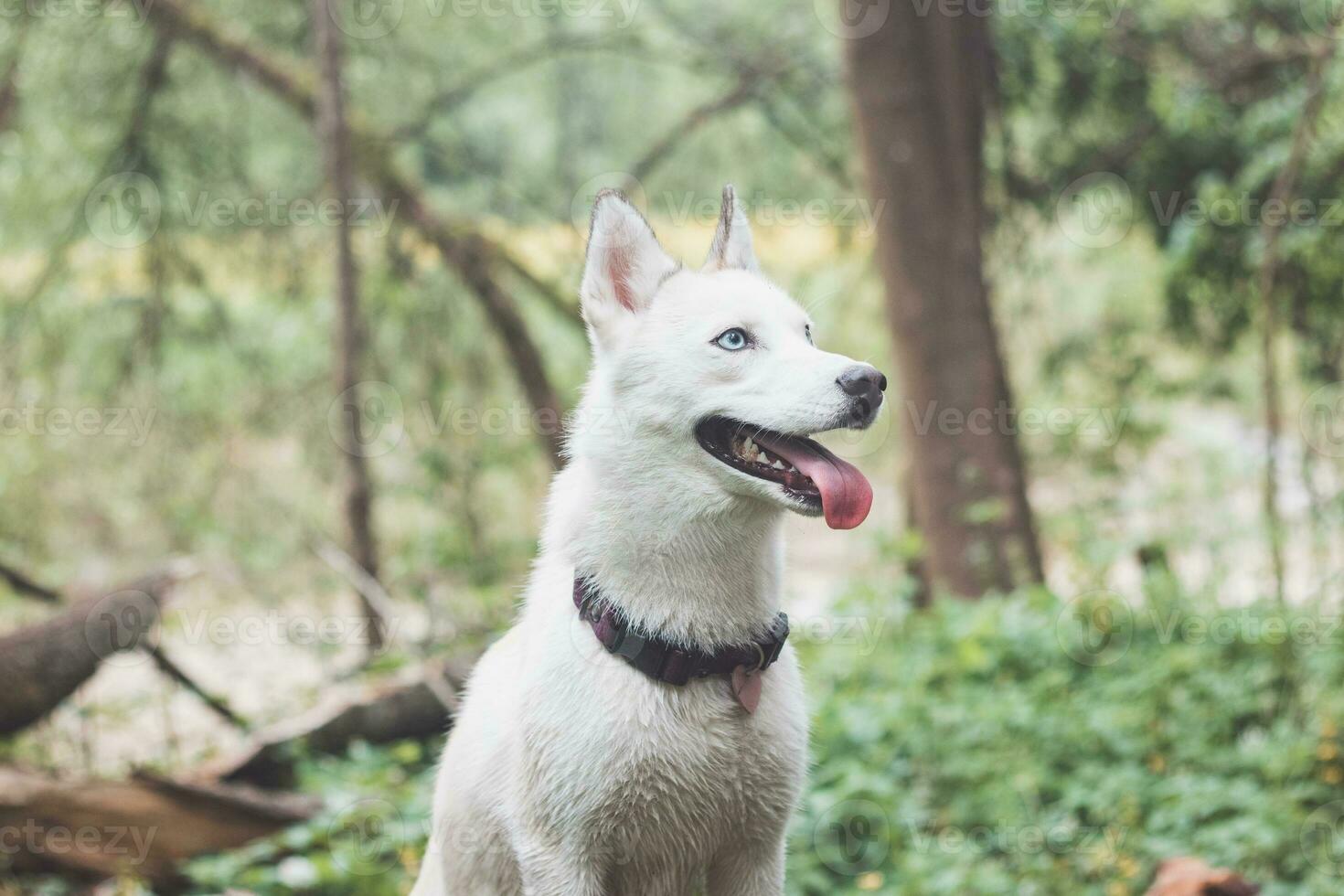 White Siberian Husky with piercing blue eyes standing in a forest full of bear garlic blossoms. Candid portrait of a white snow dog photo