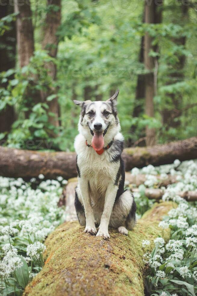 Black and white hybrid husky-malamute enjoying his stay in a woodland environment covered with bear garlic. Different expressions of the dog. Freedom for pet photo