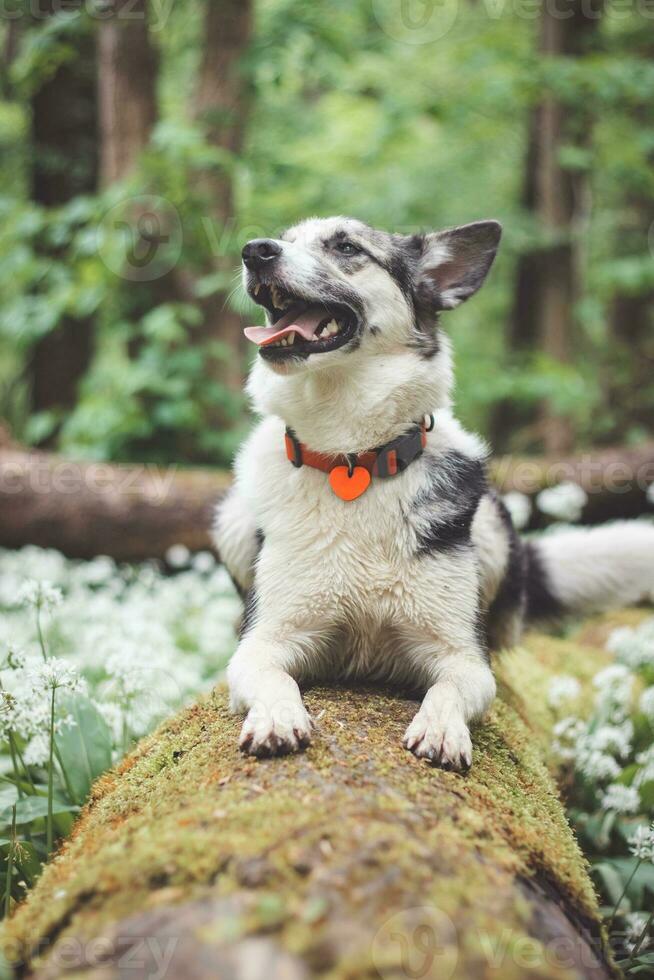 Black and white hybrid husky-malamute enjoying his stay in a woodland environment covered with bear garlic. Different expressions of the dog. Freedom for pet photo