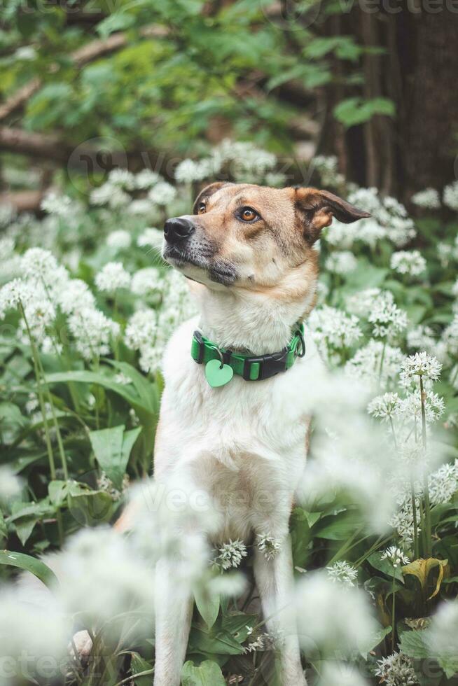 Portrait of a White and brown dog with a sad expression in a woodland covered with flowering bear garlic. Funny views of four-legged pets photo