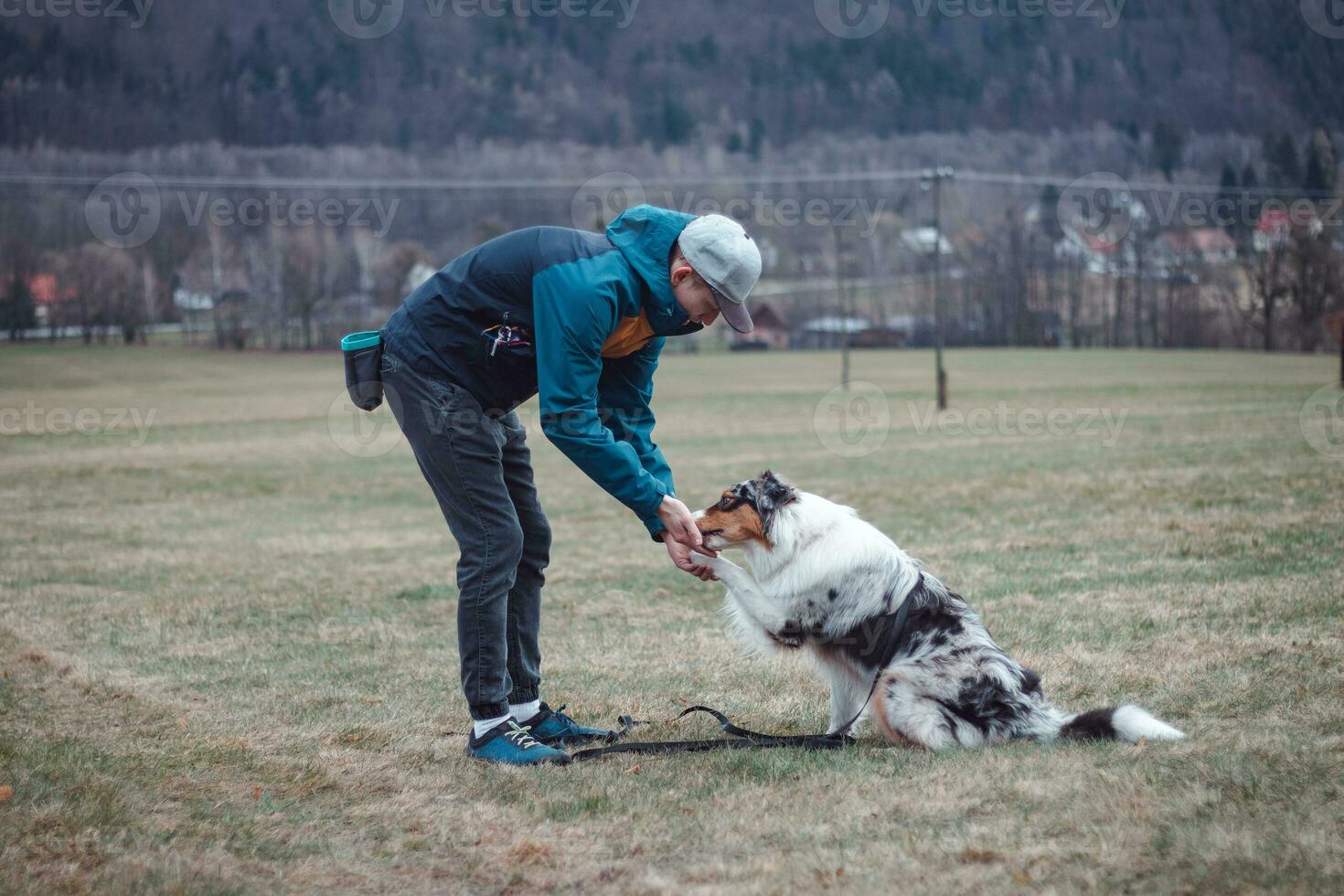 Young cynologist, a dog trainer trains a four-legged pet Australian Shepherd in basic commands using treats. Love between dog and human photo
