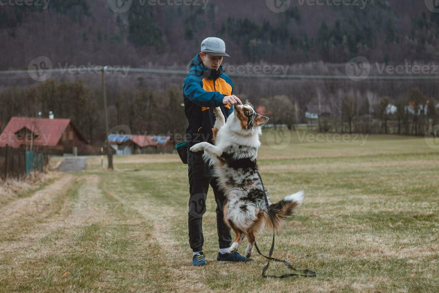 Young cynologist, a dog trainer trains a four-legged pet Australian Shepherd in basic commands using treats. Love between dog and human. Cuteness photo