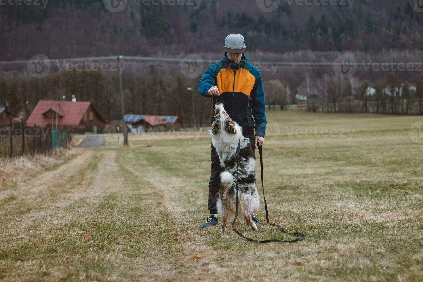 Young cynologist, a dog trainer trains a four-legged pet Australian Shepherd in basic commands using treats. Love between dog and human. Cuteness photo