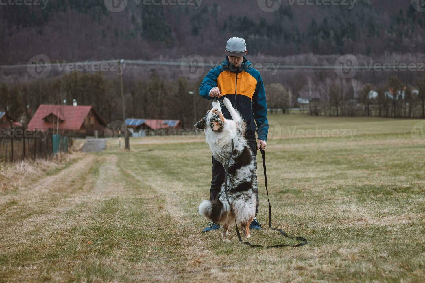 Young cynologist, a dog trainer trains a four-legged pet Australian Shepherd in basic commands using treats. Love between dog and human. Cuteness photo