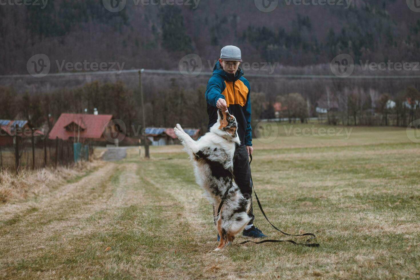 Young cynologist, a dog trainer trains a four-legged pet Australian Shepherd in basic commands using treats. Love between dog and human. Cuteness photo